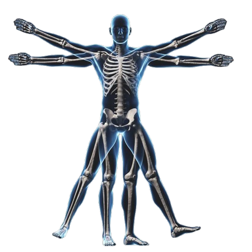 Digital illustration of human skeleton in Vitruvian pose